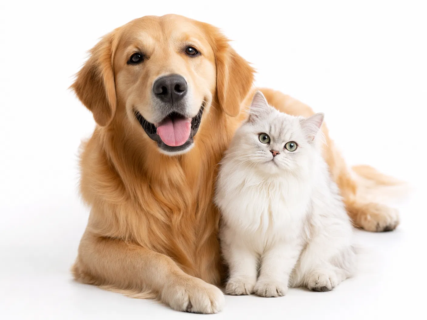 Happy, healthy pets protected by Positive Care